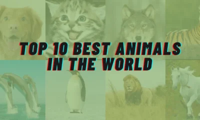 Top 10 Best Animals in the World