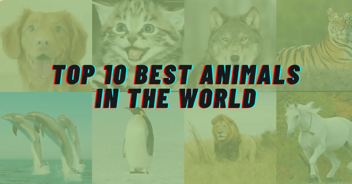 Top 10 Best Animals in the World